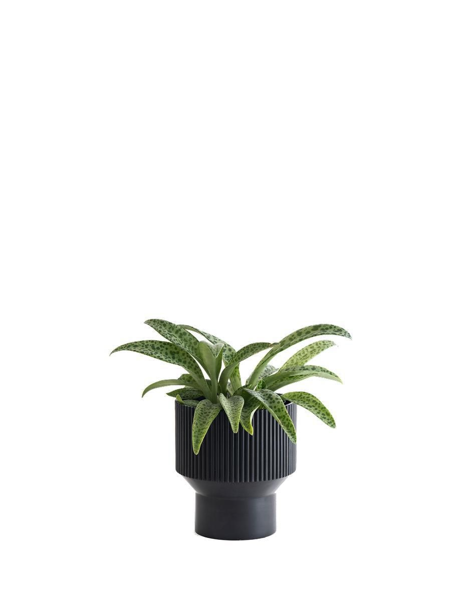 Maceta Rootmate de resina 4